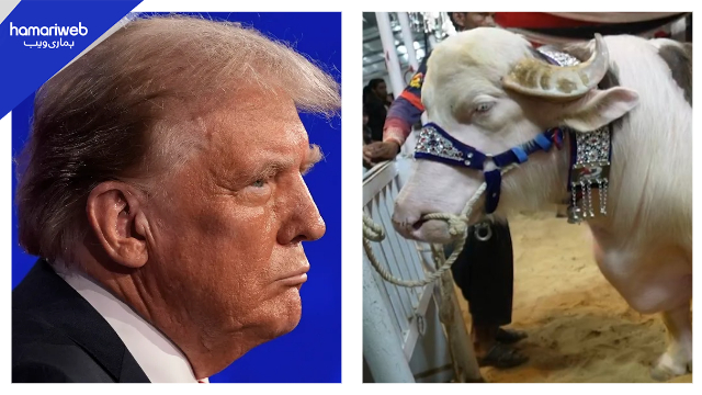 “Donald Trump” For Sale in Karachi! Heavyweight Bull Spotted with 1.5 Crore Price Tag at DALFA Expo 2026