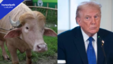 700kg ‘Donald Trump’ Buffalo Spared From Eid Slaughter, Transferred to Dhaka Zoo