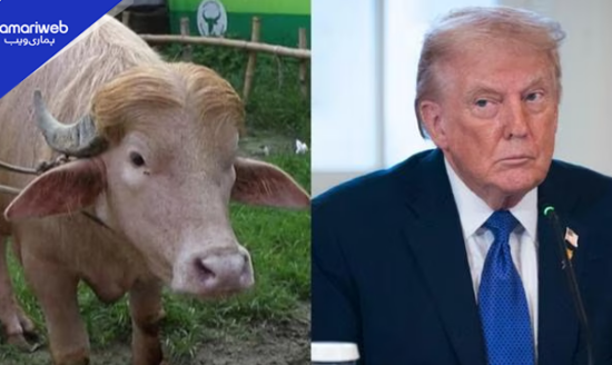 700kg ‘Donald Trump’ Buffalo Spared From Eid Slaughter, Transferred to Dhaka Zoo