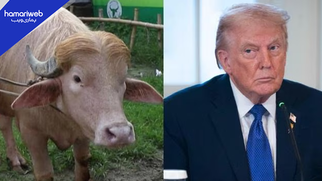 700kg ‘Donald Trump’ Buffalo Spared From Eid Slaughter, Transferred to Dhaka Zoo