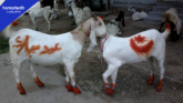 Eid-ul-Adha Holidays Announced: Federal Government Issues Official Notification