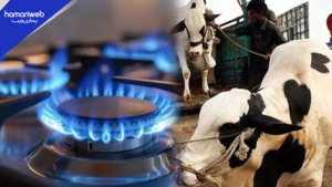 Eid ul Adha Gas Timings 2026: SSGC Announces Temporary Relief