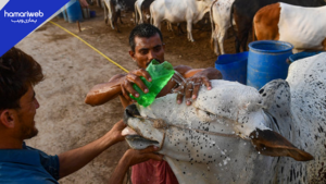 Eid ul Adha Weather Forecast: Temperatures May Reach 50°C
