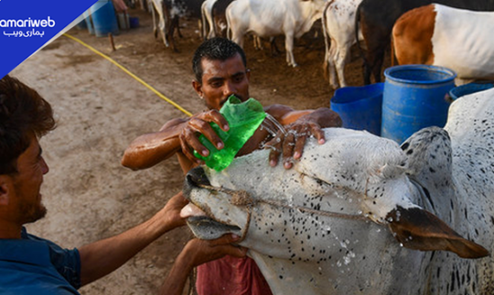 Eid ul Adha Weather Forecast: Temperatures May Reach 50°C