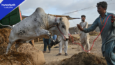 Eid ul Azha 2026: Soaring Prices Make Sacrifice Harder for Many
