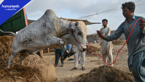 Eid ul Azha 2026: Soaring Prices Make Sacrifice Harder for Many