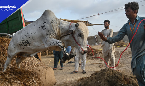 Eid ul Azha 2026: Soaring Prices Make Sacrifice Harder for Many