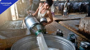 Milk Prices in Karachi Could Rise Sharply as Dairy Farmers Demand Increase