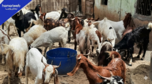 25 Sacrificial Goats Worth Rs1.9 Million Stolen in Karachi