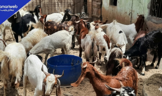 25 Sacrificial Goats Worth Rs1.9 Million Stolen in Karachi