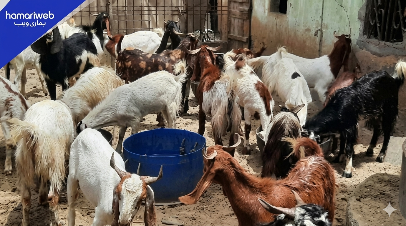 25 Sacrificial Goats Worth Rs1.9 Million Stolen in Karachi