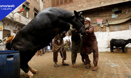 Eid ul Adha 2026: Updated Qasai Rates Across Pakistan