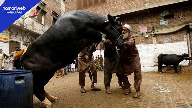 Eid ul Adha 2026: Updated Qasai Rates Across Pakistan