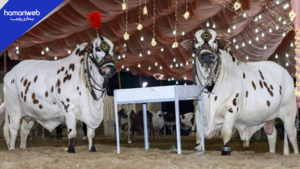 Eidul Adha Update: Qurbani Janwar Average Price in Karachi Hits New High