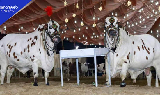 Eidul Adha Update: Qurbani Janwar Average Price in Karachi Hits New High