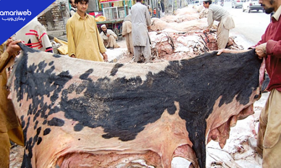Who Can Collect Qurbani ki Khalen? Govt Tightens Control Over Sacrificial Animal Hide Collection in Sindh