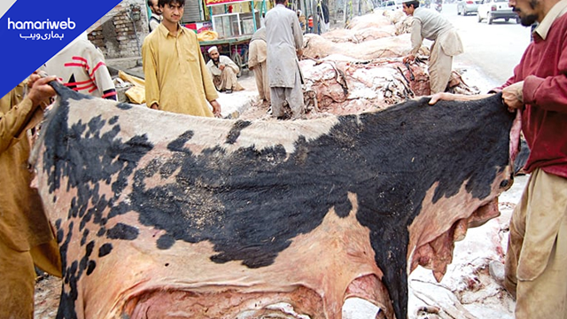 Who Can Collect Qurbani ki Khalen? Govt Tightens Control Over Sacrificial Animal Hide Collection in Sindh