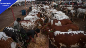 DC Islamabad Announces Six Official Cattle Markets for Eid al-Adha