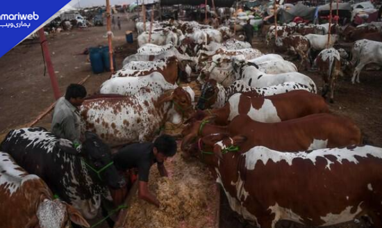 DC Islamabad Announces Six Official Cattle Markets for Eid al-Adha