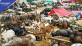 Eid-ul-Adha Date Officially Announced and Confirmed by Authorities