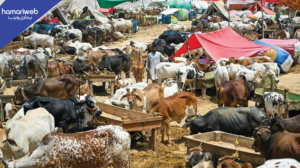 Eid-ul-Adha Date Officially Announced and Confirmed by Authorities