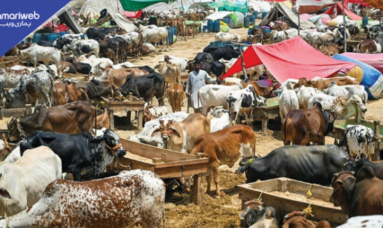 Eid-ul-Adha Date Officially Announced and Confirmed by Authorities