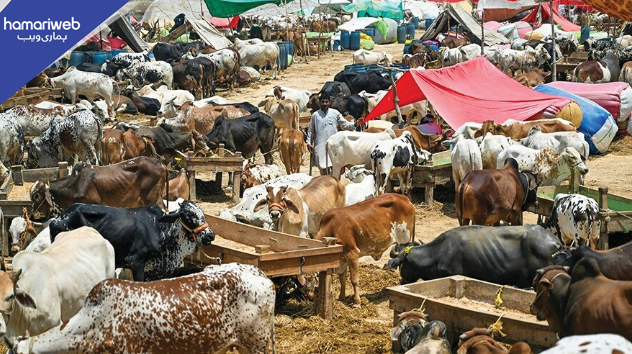 Eid-ul-Adha Date Officially Announced and Confirmed by Authorities
