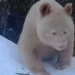 World’s Only Albino Panda Spotted in Stunning Wildlife Footage From China