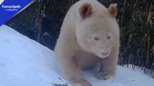 World’s Only Albino Panda Spotted in Stunning Wildlife Footage From China