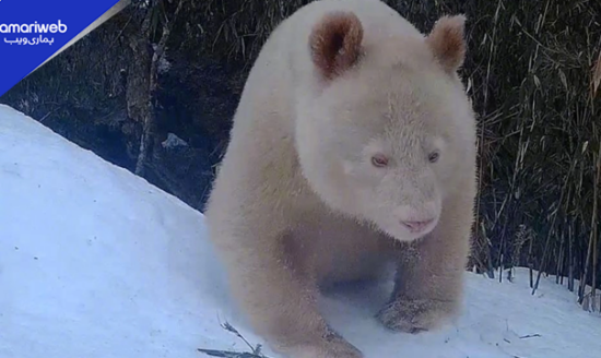 World’s Only Albino Panda Spotted in Stunning Wildlife Footage From China