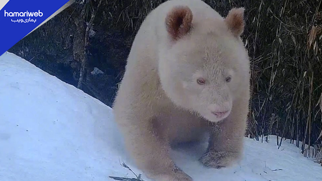 World’s Only Albino Panda Spotted in Stunning Wildlife Footage From China