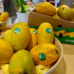 Pakistan Mango Exports Set to Decline by 30,000 Tonnes Due to Middle East war impacts