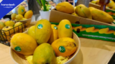 Pakistan Mango Exports Set to Decline by 30,000 Tonnes Due to Middle East war impacts
