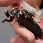 Cockroaches Save Lives: Scientists Develop “Paraborgs” to Deliver Help in Disasters