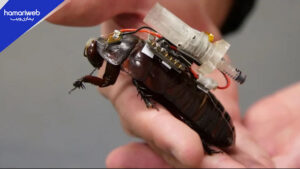 Cockroaches Save Lives: Scientists Develop “Paraborgs” to Deliver Help in Disasters