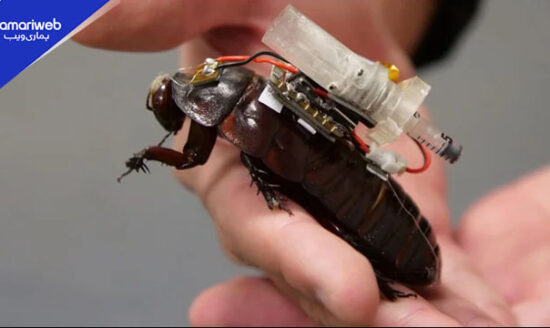 Cockroaches Save Lives: Scientists Develop “Paraborgs” to Deliver Help in Disasters