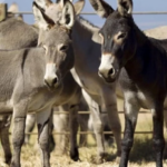 Pakistan Officially Allows Donkey Exports to China