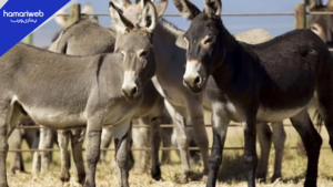 Pakistan Officially Allows Donkey Exports to China
