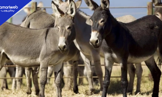 Pakistan Officially Allows Donkey Exports to China