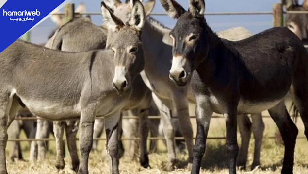 Pakistan Officially Allows Donkey Exports to China