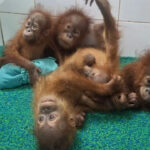 India Rescues Five Baby Orangutans from Odisha Forest