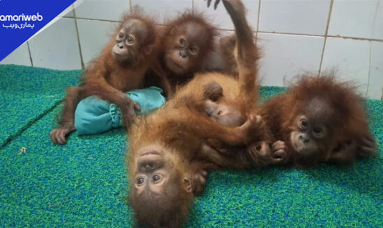 India Rescues Five Baby Orangutans from Odisha Forest