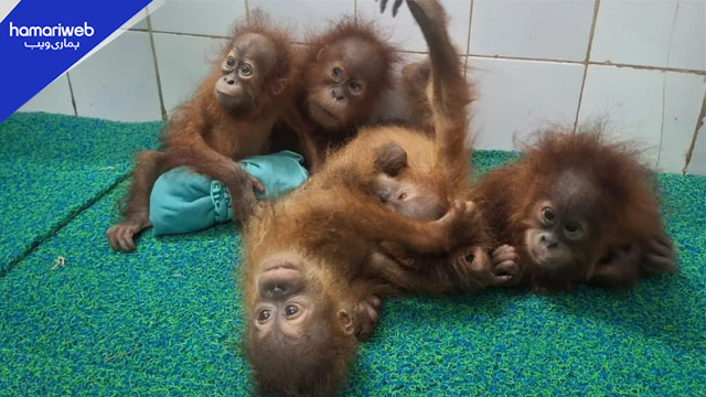 India Rescues Five Baby Orangutans from Odisha Forest