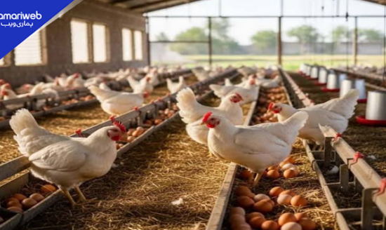 Pakistan’s Poultry Industry Faces Growing Health Concerns