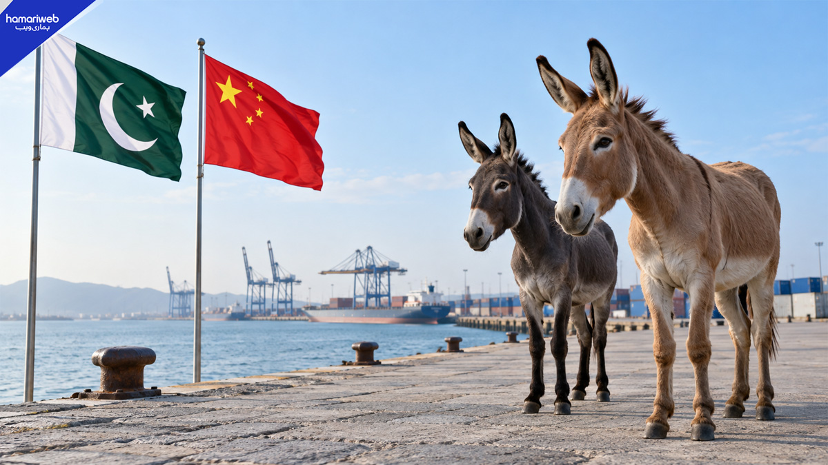 81 Tons of Donkey Products Exported to China in October