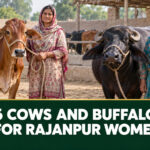 Punjab Gives 96 Cows and Buffaloes to Help Rajanpur Women Earn