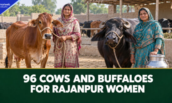 Punjab Gives 96 Cows and Buffaloes to Help Rajanpur Women Earn