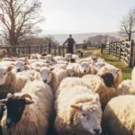 France Reports First Human Case of Livestock Virus Shamonda