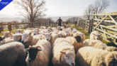 France Reports First Human Case of Livestock Virus Shamonda