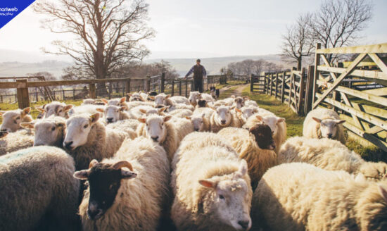 France Reports First Human Case of Livestock Virus Shamonda